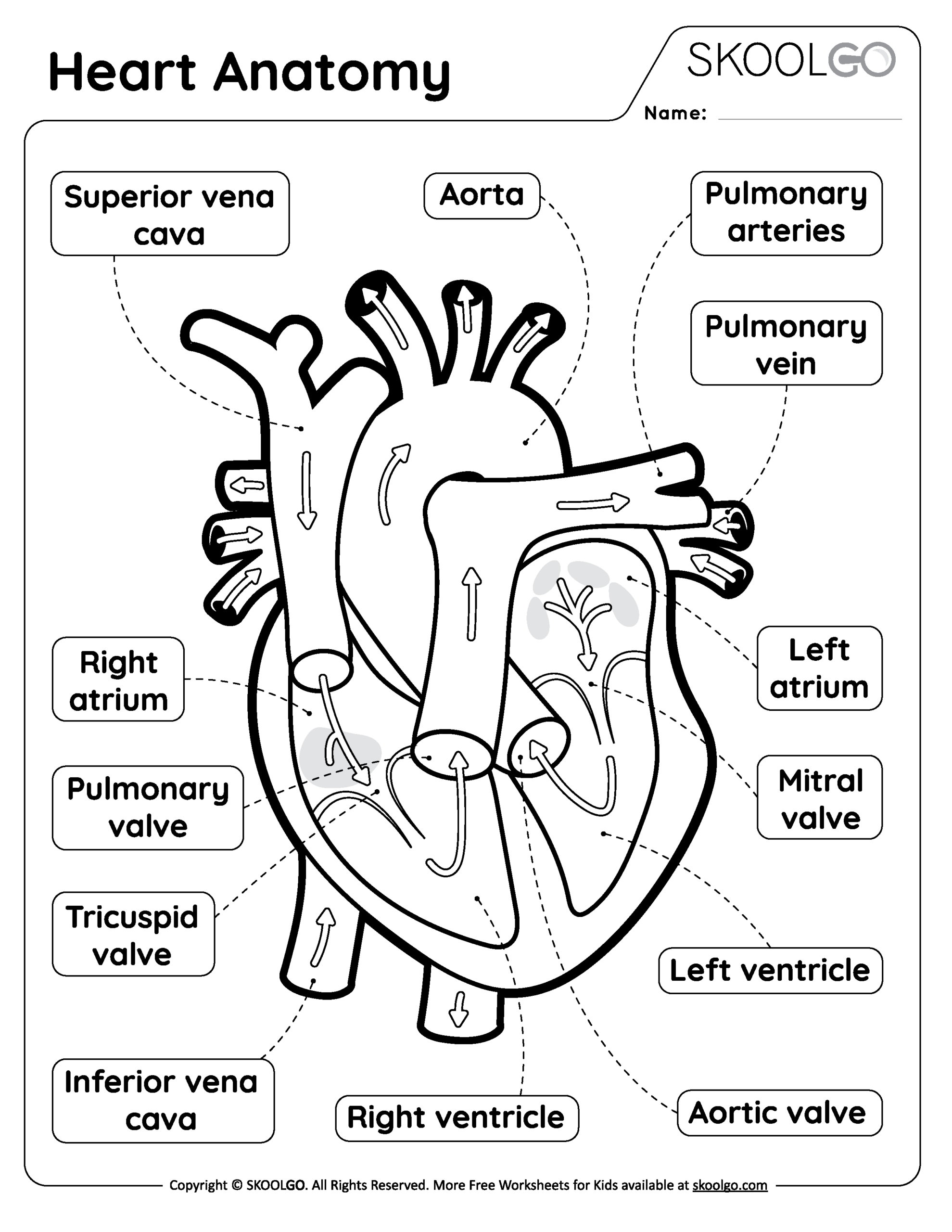 Heart Anatomy Heart Anatomy