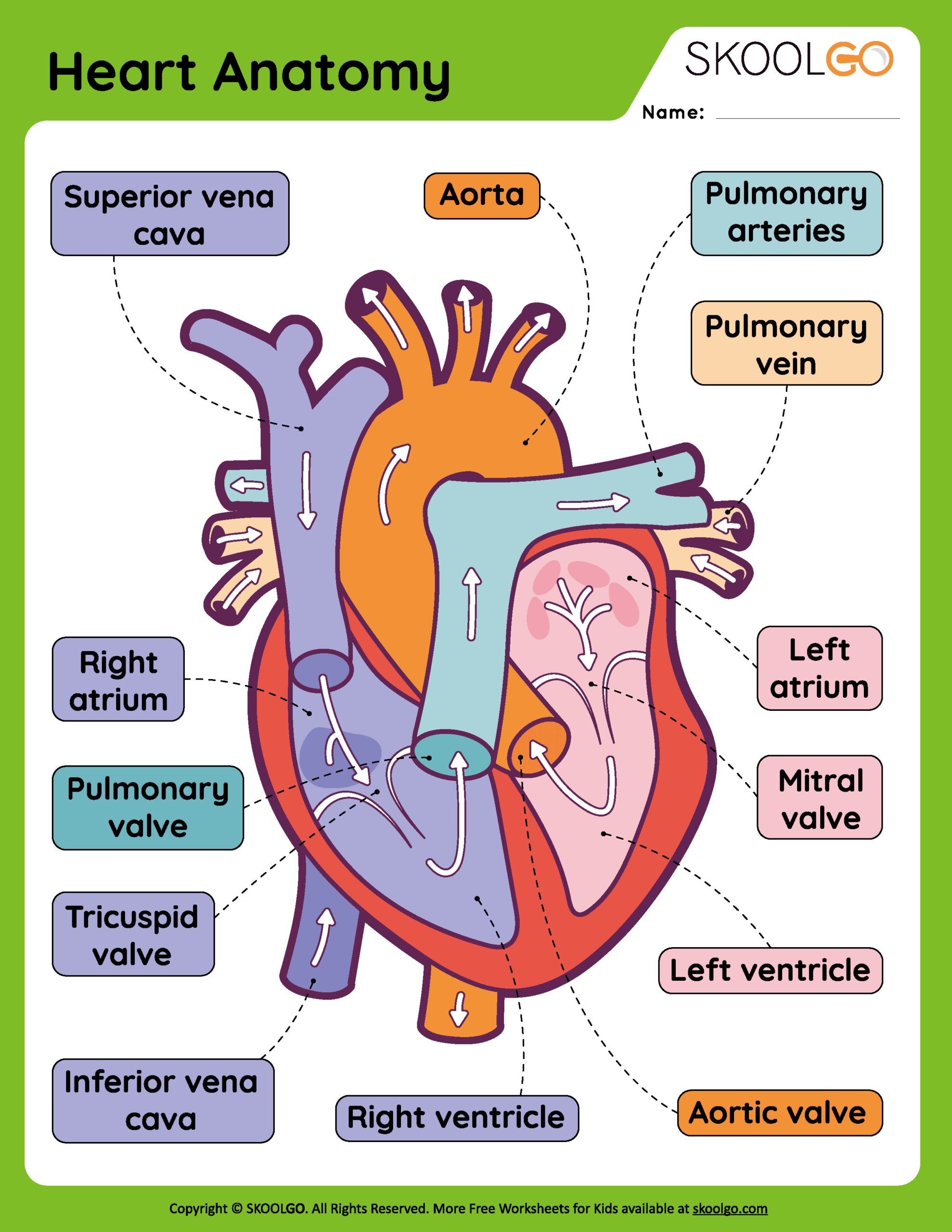 Heart Anatomy