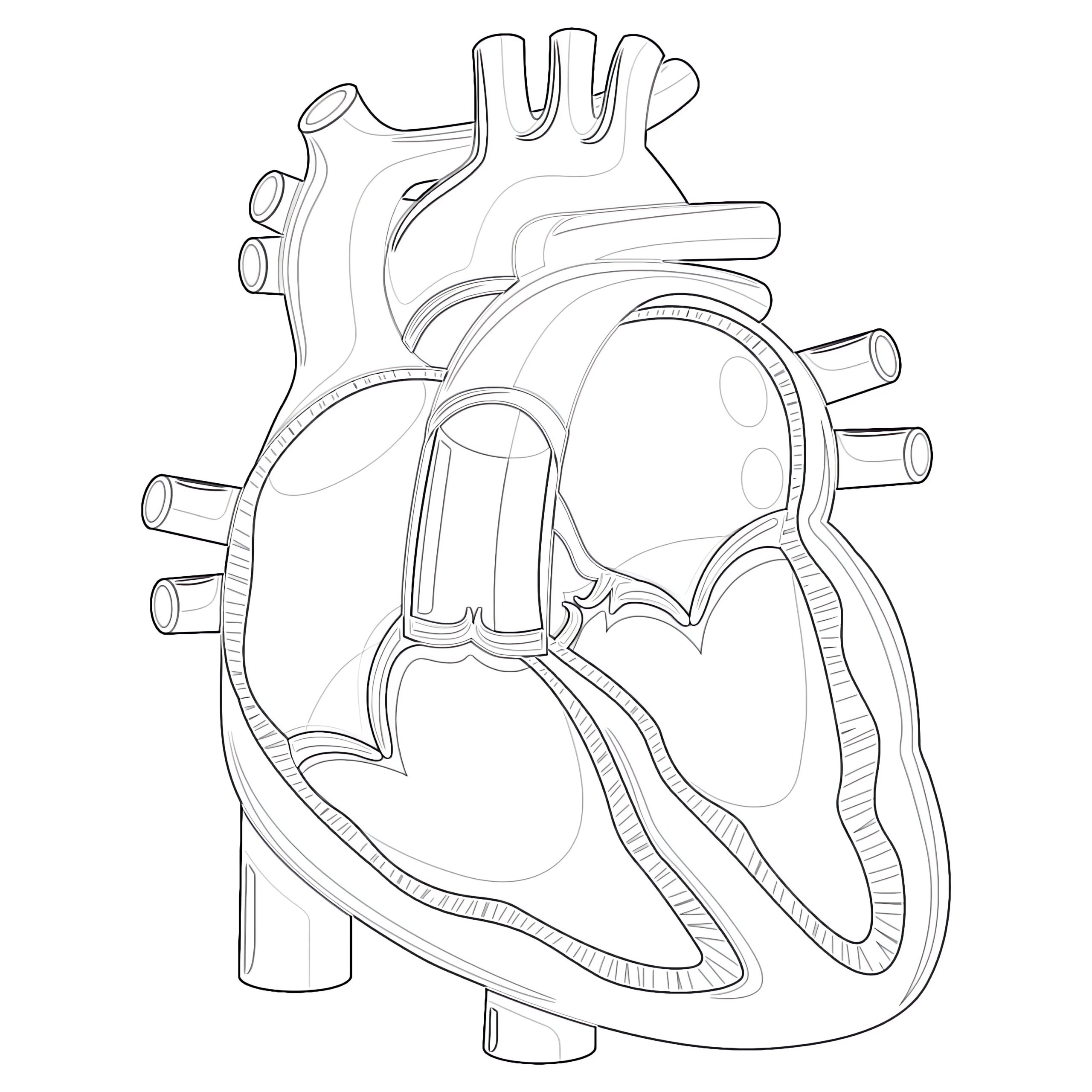 Heart Anatomy Heart Anatomy