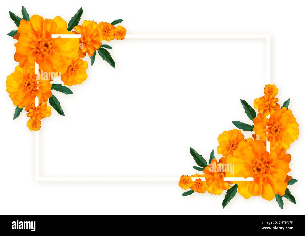 Marigold Flower Frame Blossom Banner Realistic Style Color Bouquet Natural Fresh Orange Tender Background Invitation Wedding Label Product Promo Board Summer Card Simple Light Isolated On White Image462435559