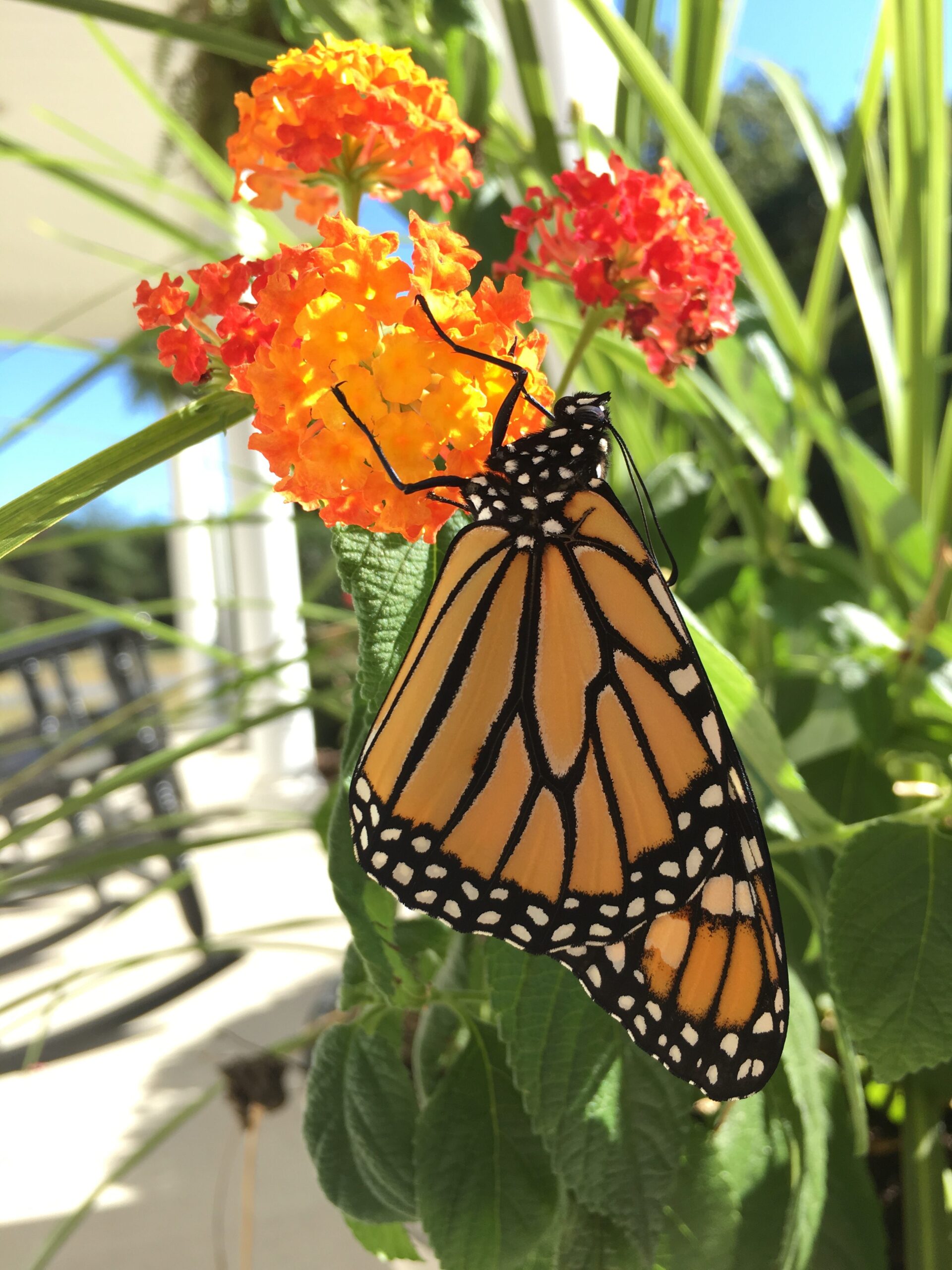 Monarch Butterfly Life Cycle Printables