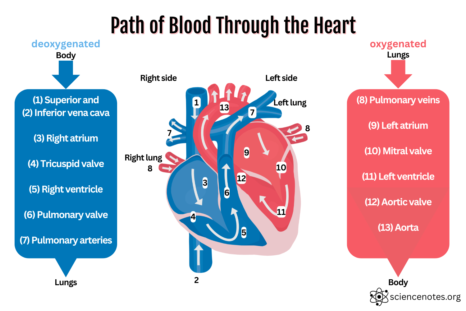 heart anatomy pictures printable heart anatomy pictures printable