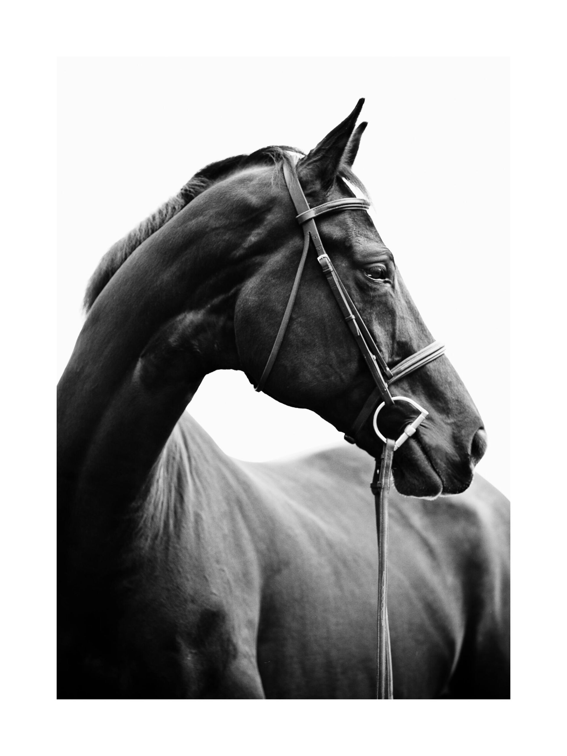 Portrait Of Horse Print