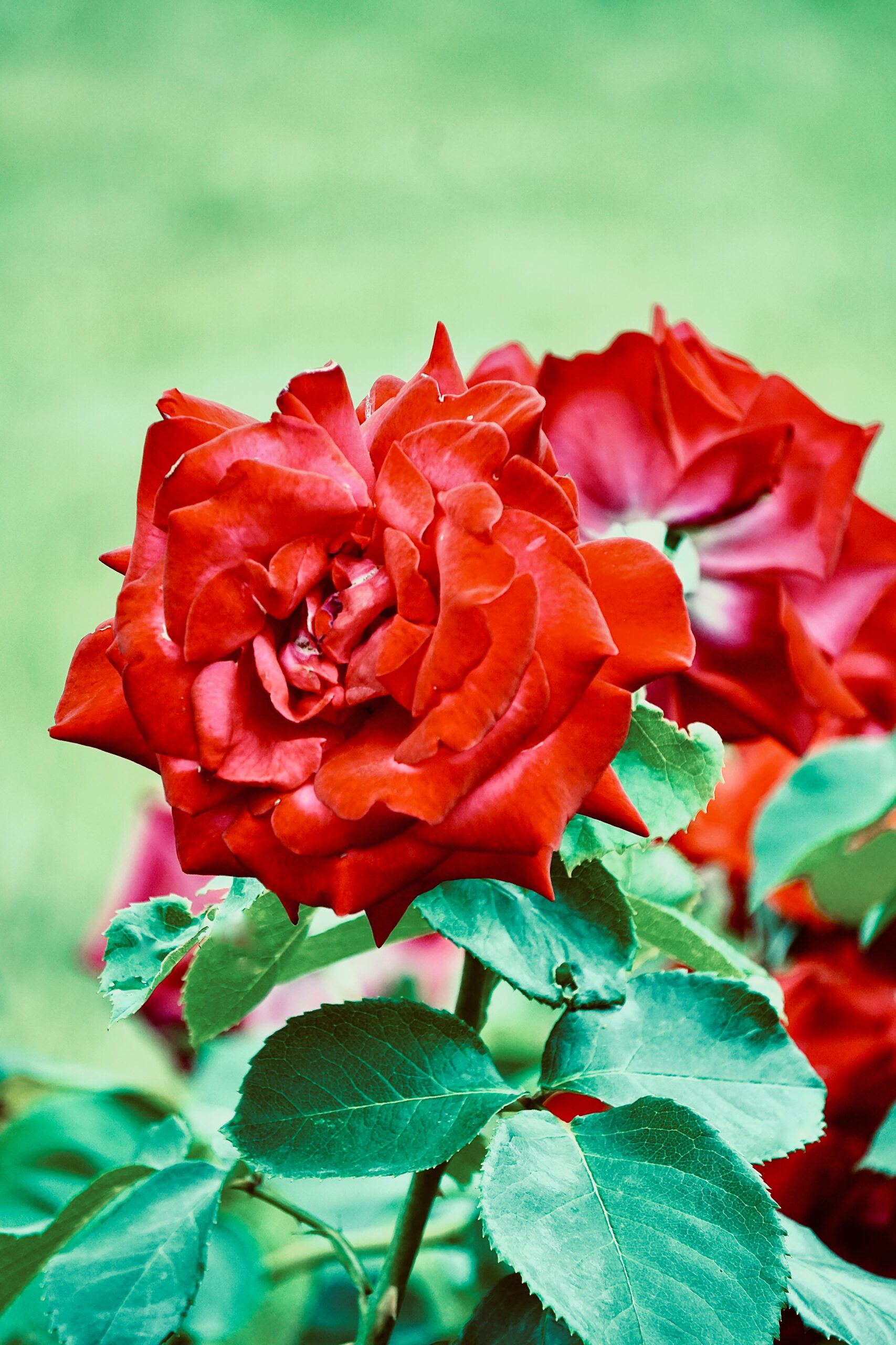 Red Rose Red Rose