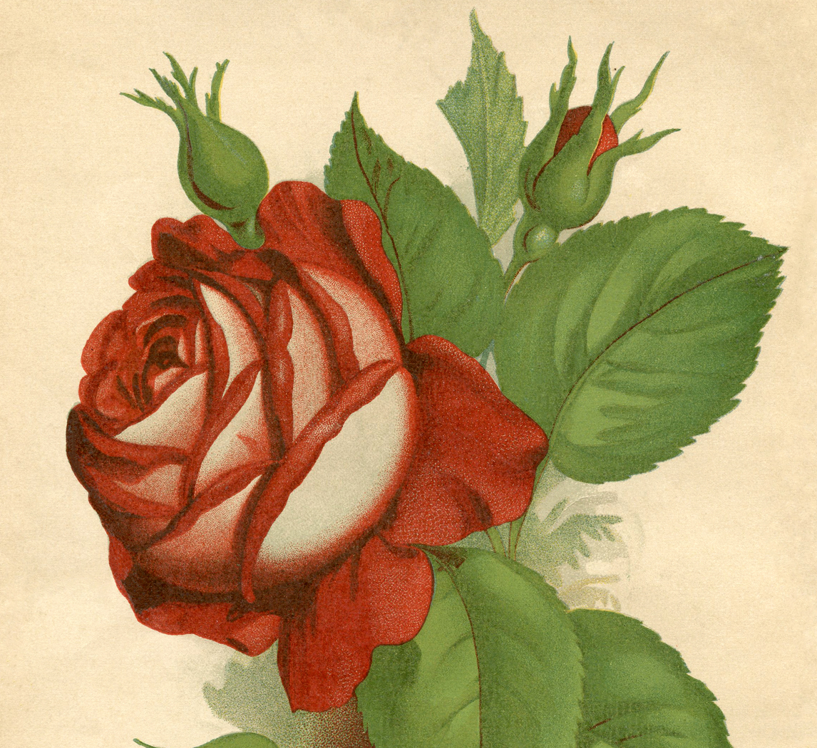 Red Rose Vintage Printable Red Rose Vintage Printable