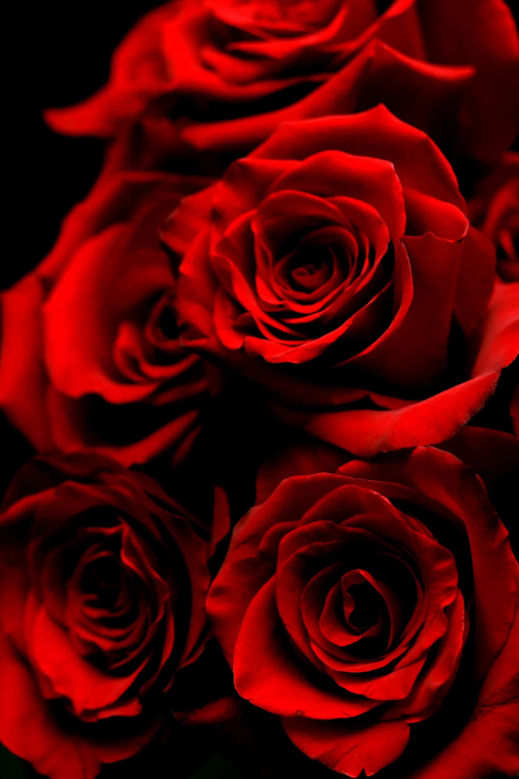 Red Roses Red Roses