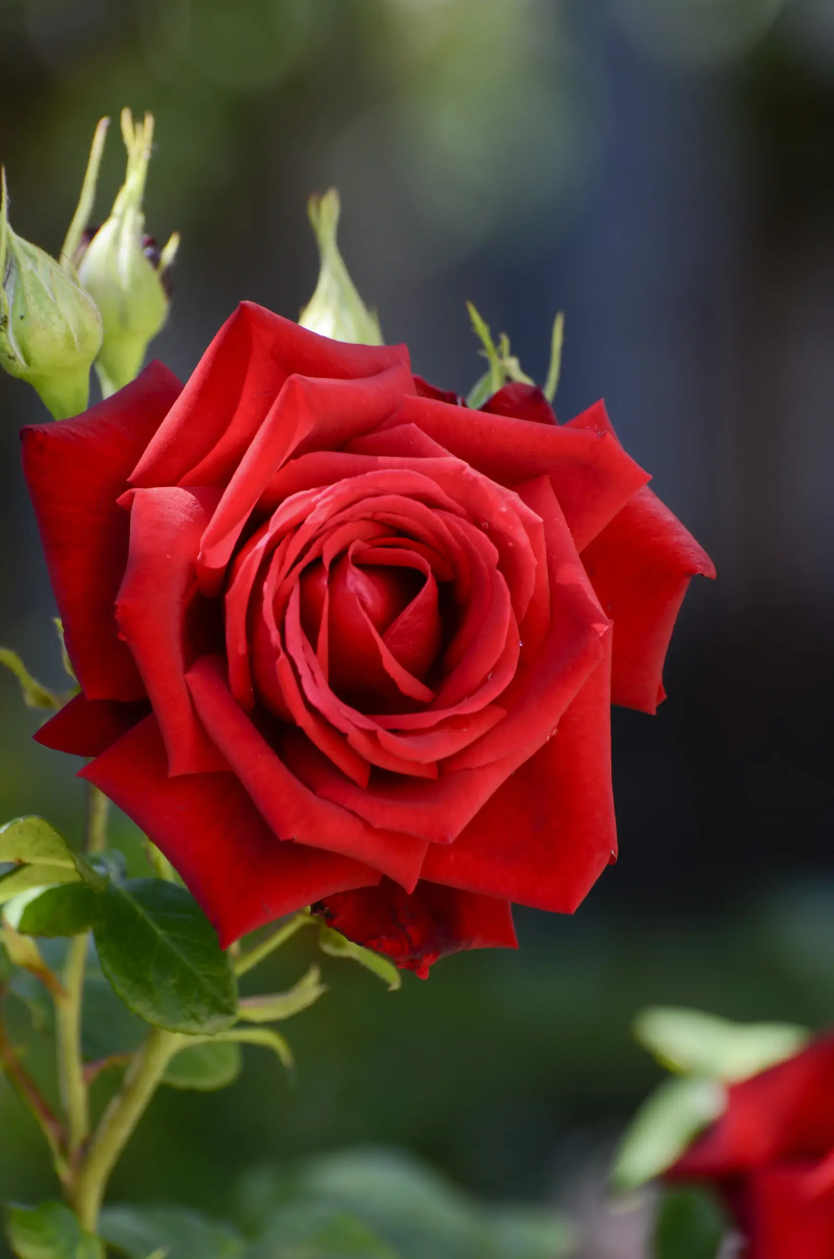 Red Roses
