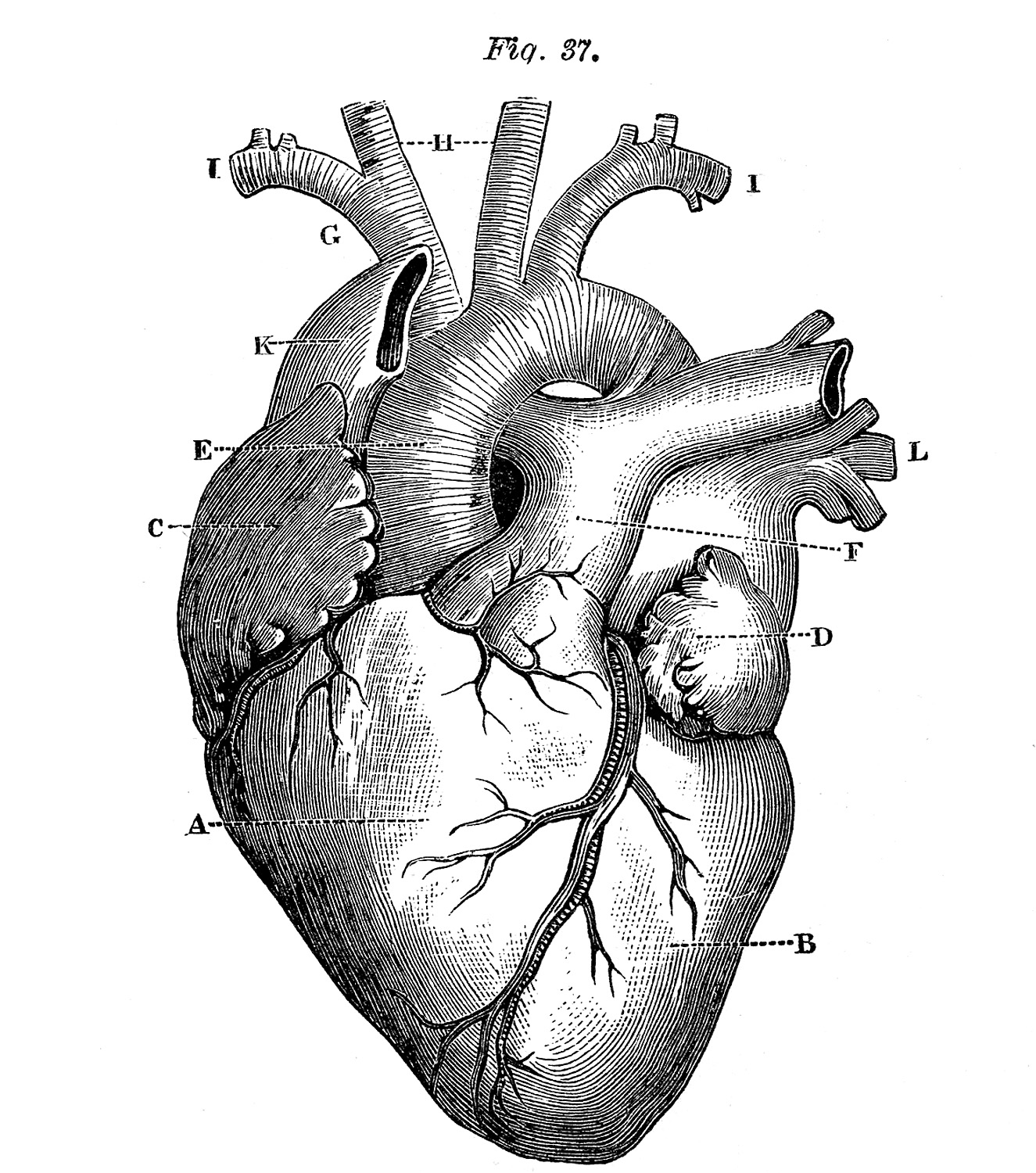 Royalty Free Images Anatomical Heart Vintage Royalty Free Images Anatomical Heart Vintage