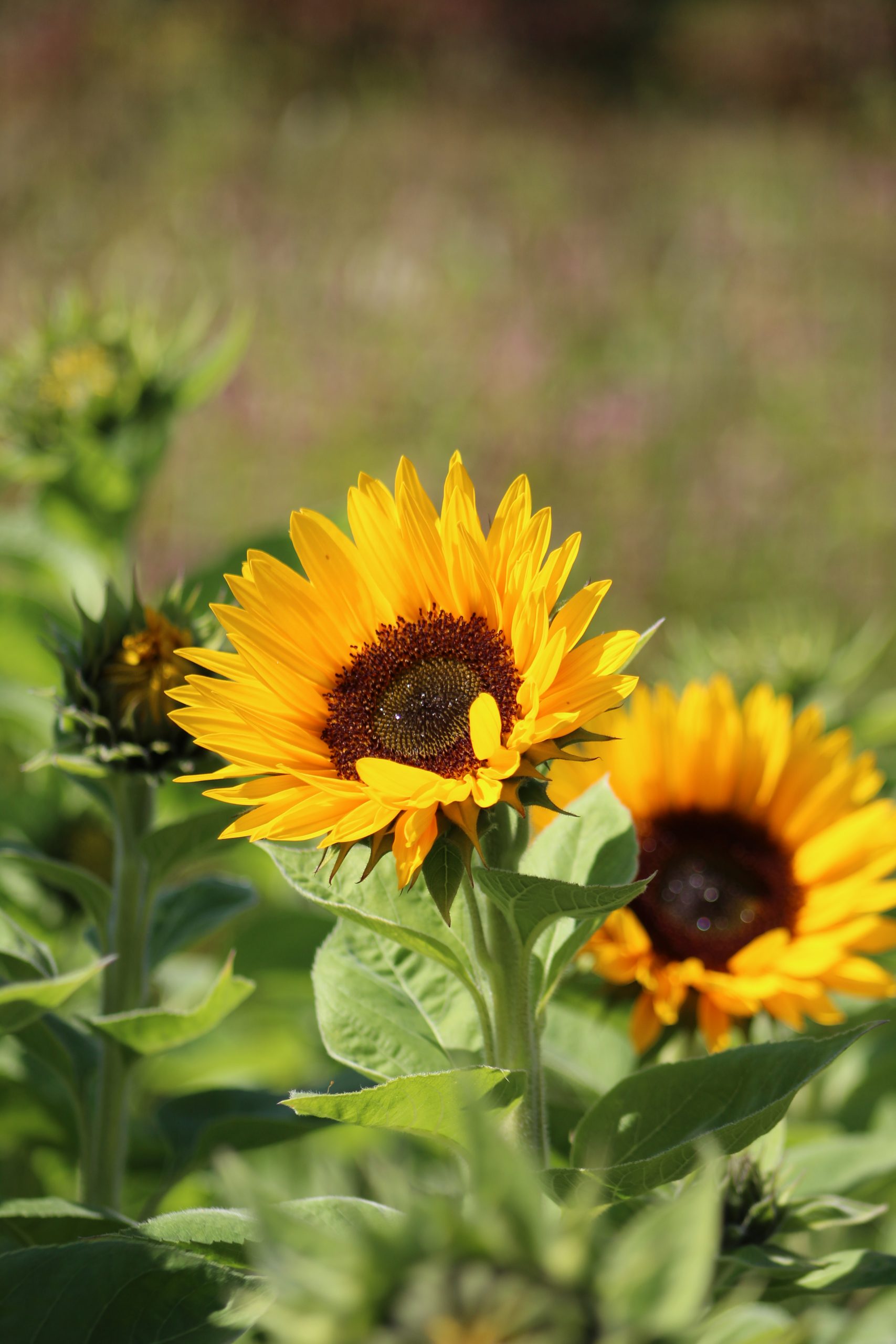 Sunflower Pictures