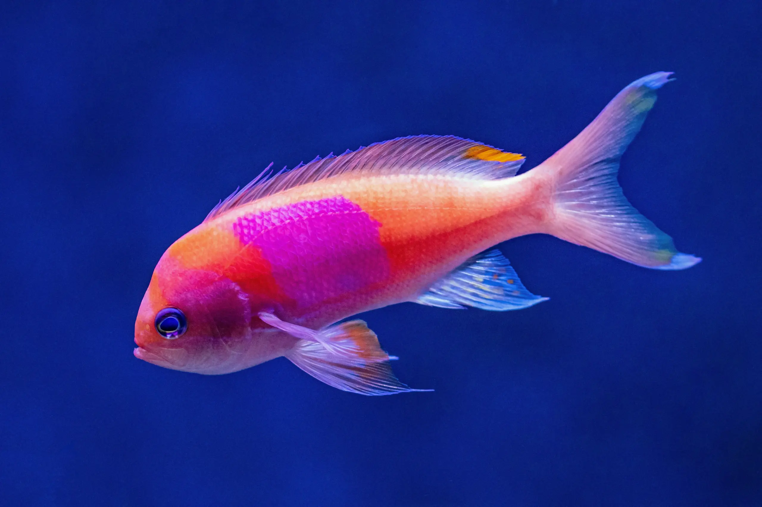 Tropical Fish