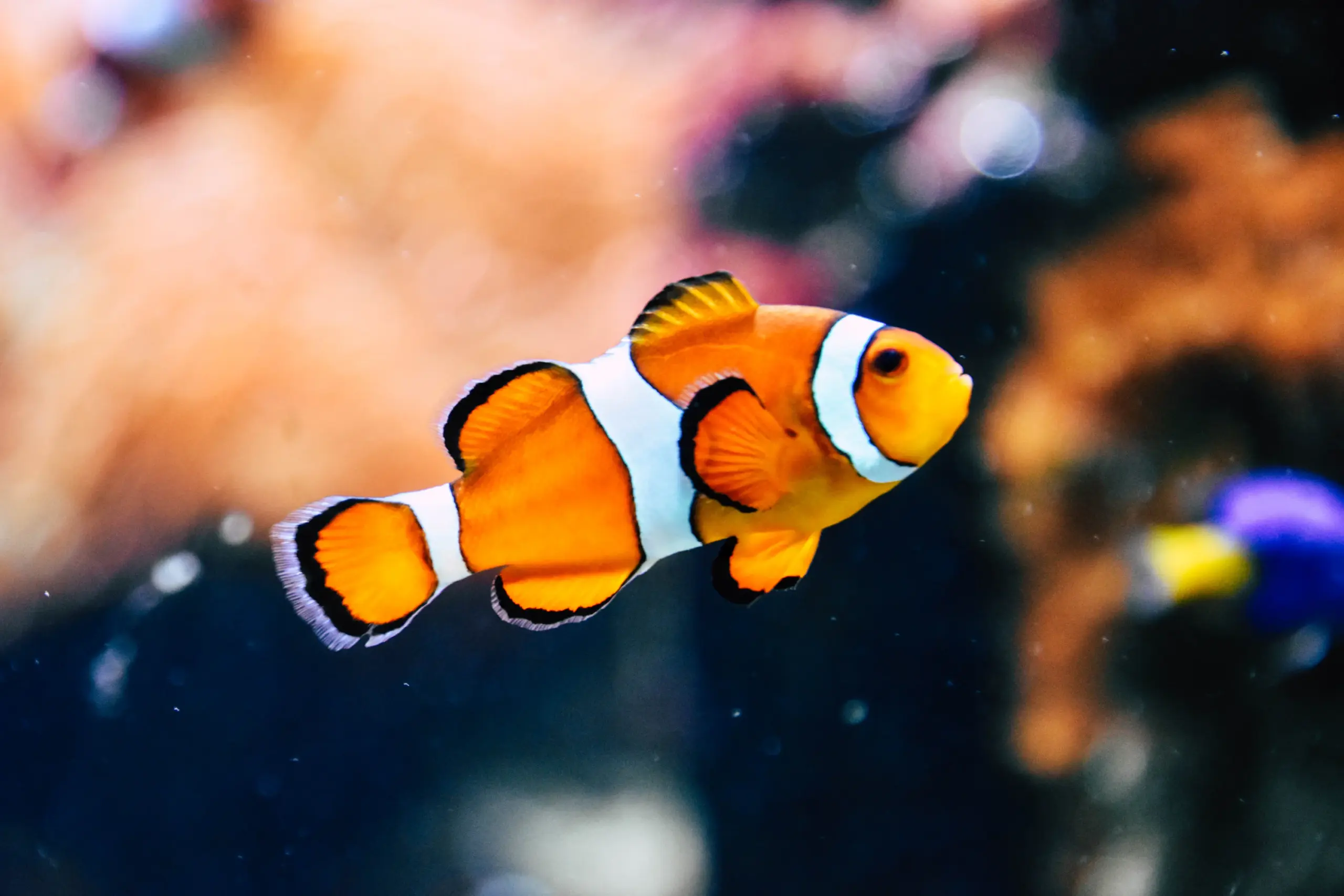Tropical Fish