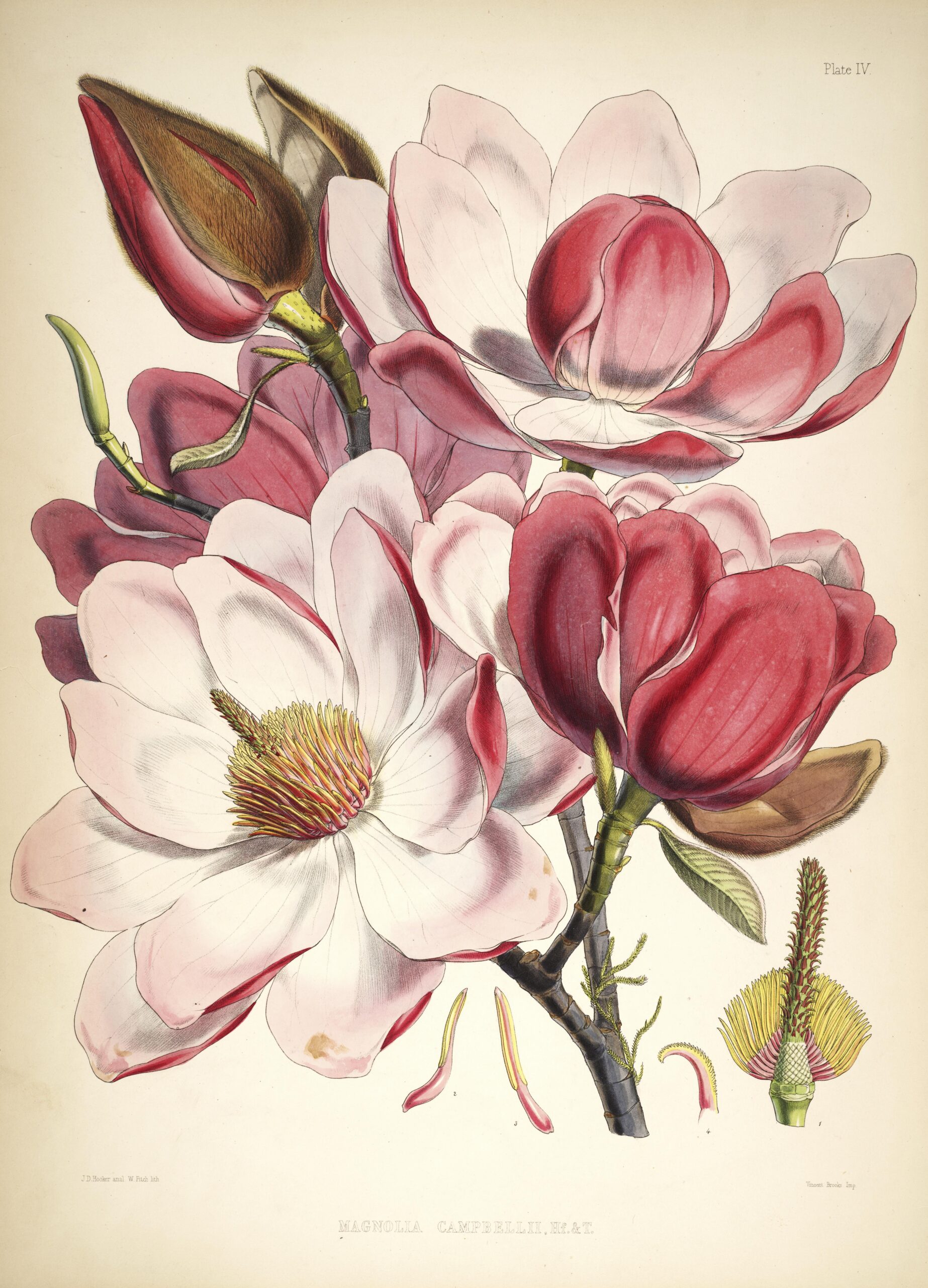 Vintage Flower Pictures
